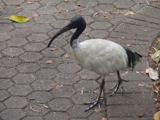 So ein komischer Vogel!