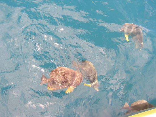 Viele bunte Fische...