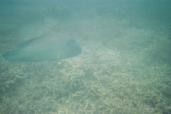 Leute der Fisch war wriklich RIESIG - dass sieht man leider nicht so sehr hier auf dem Foto!