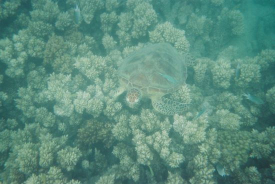 Wasserschildkroeten!