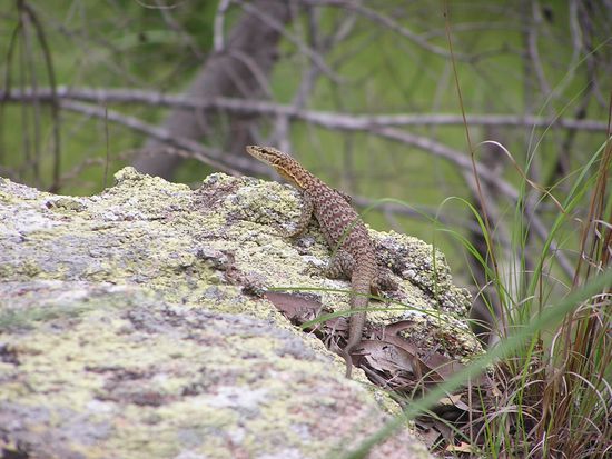 Hier sonnt sich ein Lizzard...