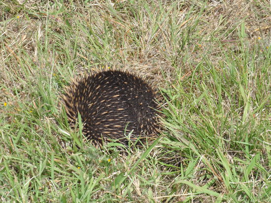 Hier haben wir einen Echidna rerettet. Dieses igelaehnliche Tier sass zuerst mitten auf der Strasse und hat sich dann auf den Mittelstreifen gefluechtet. 
Es gab eine riesen Rettungsaktion (von uns 3en und einem weiterem Paar) - gar nicht so einfach - denn der Echidna hat sich mit seinen maulwurfsaehnlichen Klauen so festgekrallt im Boden!