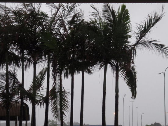 Cairns...man sieht vor lauter Regen die Baeume nicht...