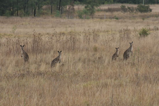 Neugieriger Besuch waehrend der Arbeit..