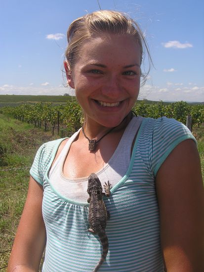 Ein kleiner Lizard. 
Diese hockten oefter mal auf den Reben zwischen den Trauben.