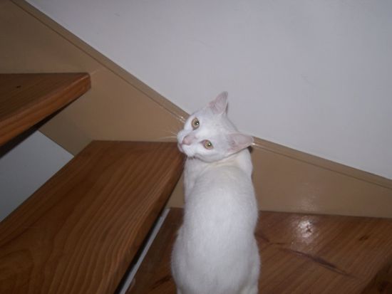 Oskar...der Kater von Darren...