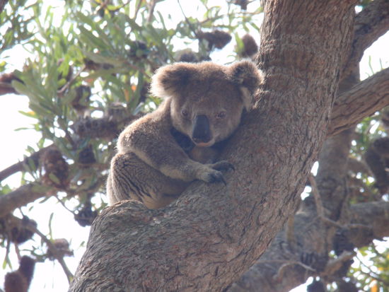 Endlich: EIN KOALA!
