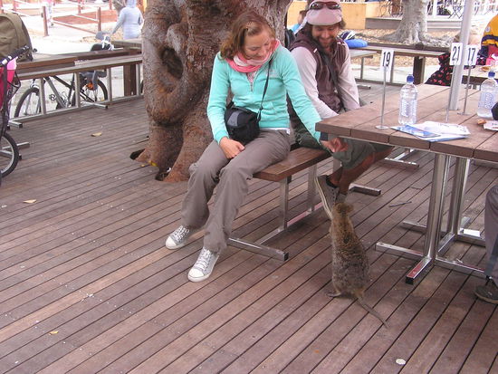 ...da kamen auch schon die ersten Tiere um mit uns zu Fruehstuecken...
...zuerst kam ein "Minni-Kaenguru-Chinchilla-Bisamratten-Maeuschen", oder so aehnlich...und hat sich von Sophie fuettern lassen...