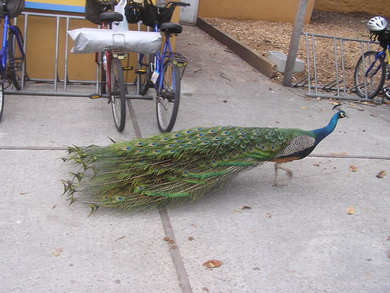 ...dann stolzierte ein Pfau vorbei...