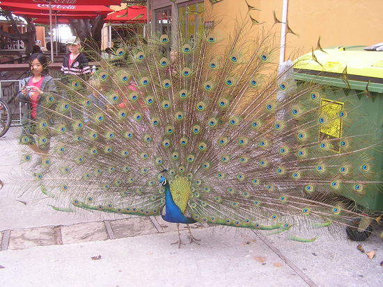 ...und zeigte sein Rad...