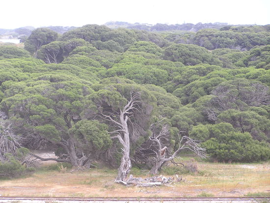 Die Baeume sahen irgendwie so lebendig aus. Wie aus der "Unendlichen Geschichte".