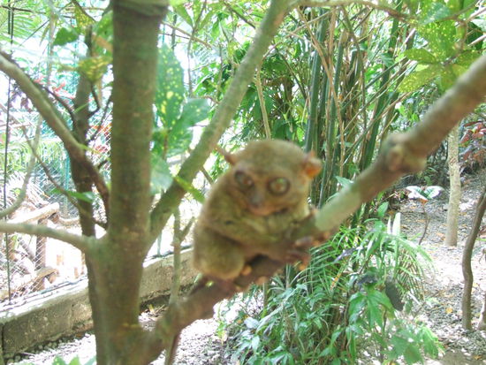 Tarsier - Koboldmaki