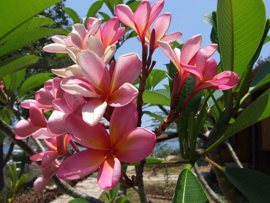 Frangipani - wie im Garten Eden