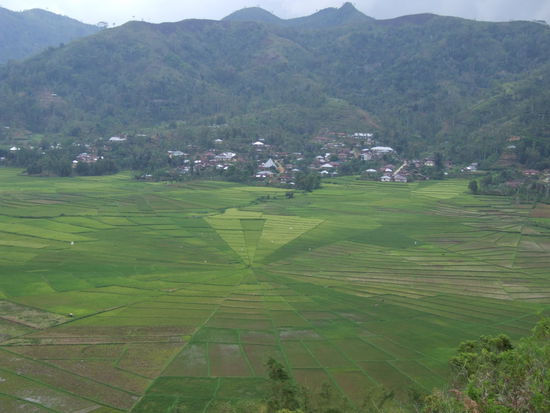 Spiderwalk Rice Field - auf dem Weg nach Ruteng