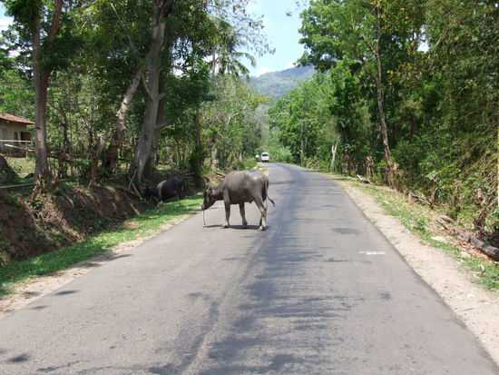 Trans Flores Highway