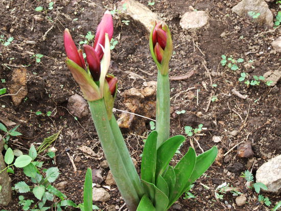 Amaryllis - überall