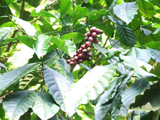 Kafo Robusta