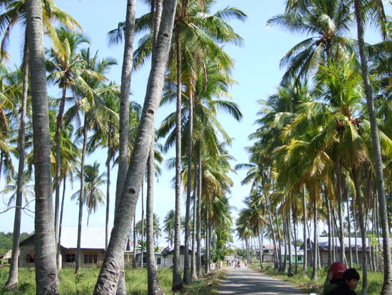 Palmenallee in Rijung