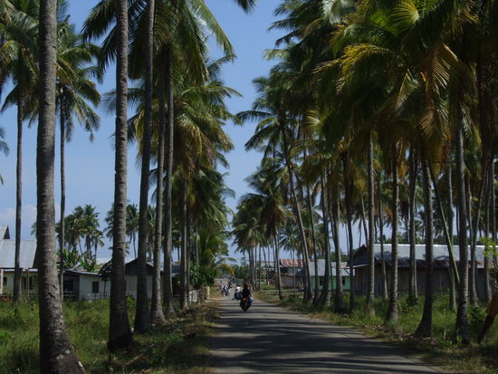 anstatt Kastanienbäume säumen Palmen die Straßen im tropischen Rijung - wunderschön  ich musste ein Foto machen