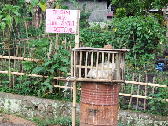 so kauft man Hühner in Indonesien - Mie Goreng Ayam sage ich da nur