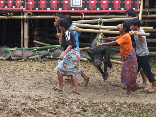 so wurden die Schweine herbeigetragen