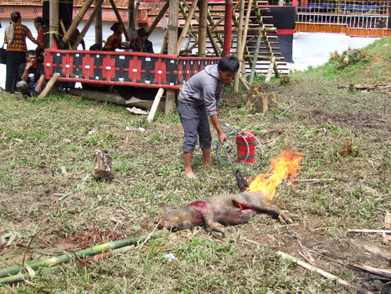 Schweineschlachtung - immer wieder wurde ein Schwein herbeigetragen, abgestochen, mit einem Stich ins Herz. Berührungsängste gibt es nicht. Wir sahen zu, wie 16 jährige ungerührt Schweine schlachteten, sofern der Stich ins Herz nicht saß, wurde einfach nachgelegt. Das geschlachtete Schwein wurde entweder zerteilt, oder ausgenommen und dann in die Küche transportiert