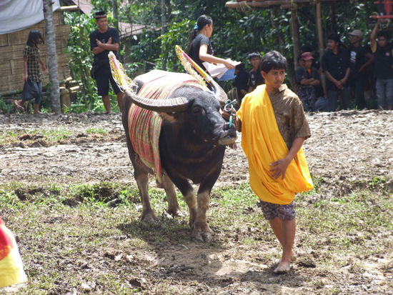 der wertvollsten Büffel der Zeremonie. Büffel sind heilig im Torajaland