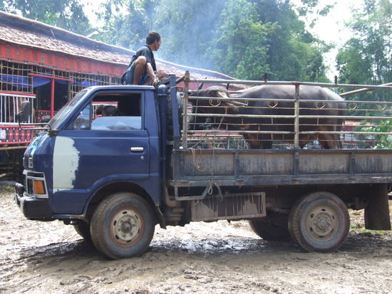 so kommen die Büffel an
