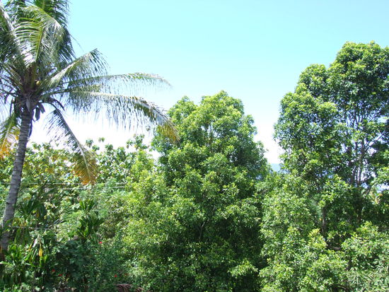 So sehen Nelkenbäume aus