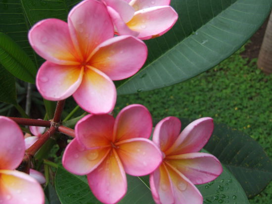 Frangipani