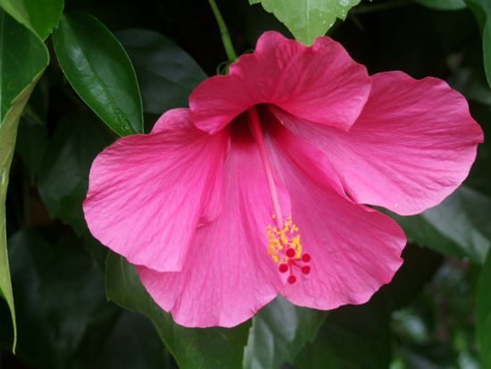 Hibiskus