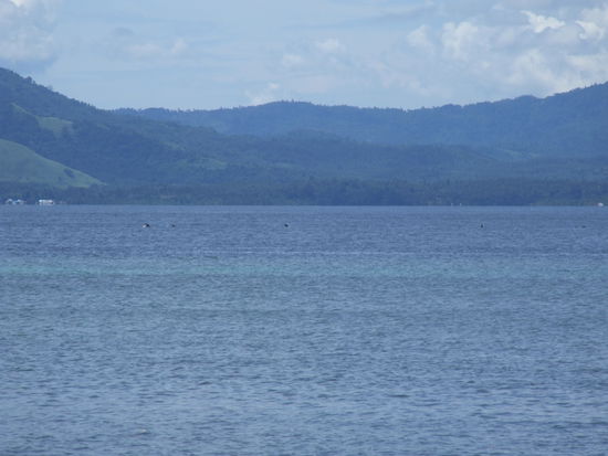 Delphine schwimmen am Bunaken Beach Resort vorbei