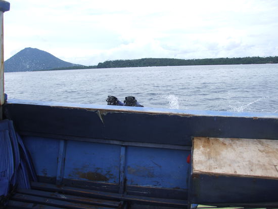 nur noch Flossen zu sehen