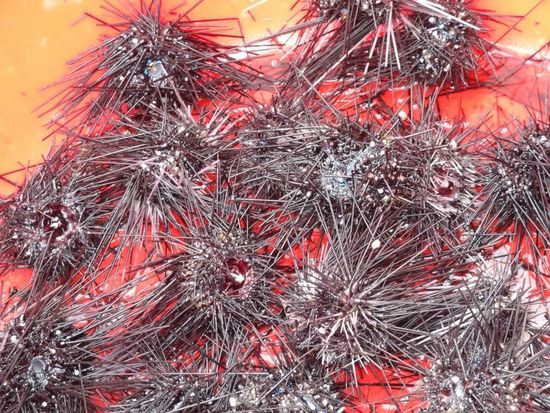 die Seeigel vor der Zubereitung