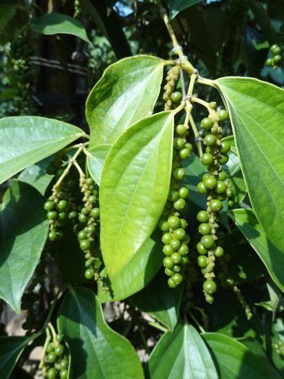 Pfeffer in der ursprünglichen Form - noch am Strauch