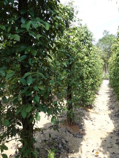 Pfefferplantage - auf Phu Quoc ein recht lukratives Geschäft, wie in der alten Zeit