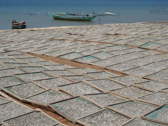 zum Trocknen ausgelegte Anchovies