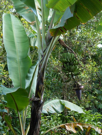 Bananen - nichts Besonderes in den Tropen, aber immer wieder toll, solch schöne Pflanzen zu sehen