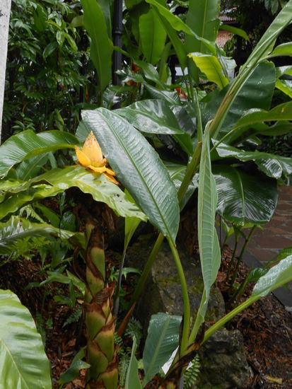 goldene Lotus Banane