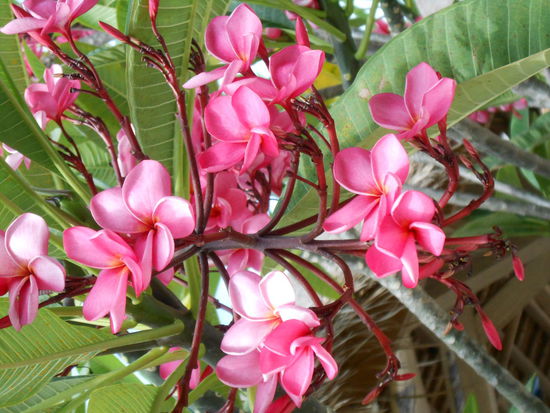 Frangipani
