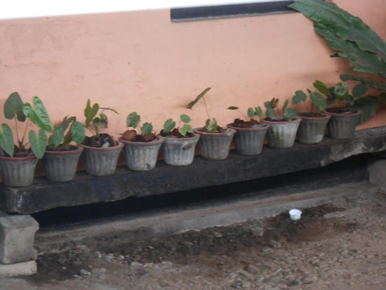 süß aufgereihte Blumentöpfe auf den Weg in die Berge an einem Bahnhof
