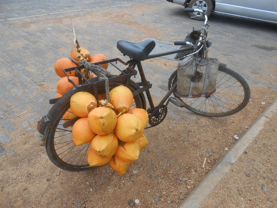 Kokussnüsse müssen in den Tropen unbedingt sein.