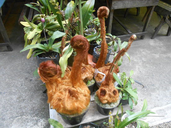 das Affen Farn ist eine fleischfressende Pflanze