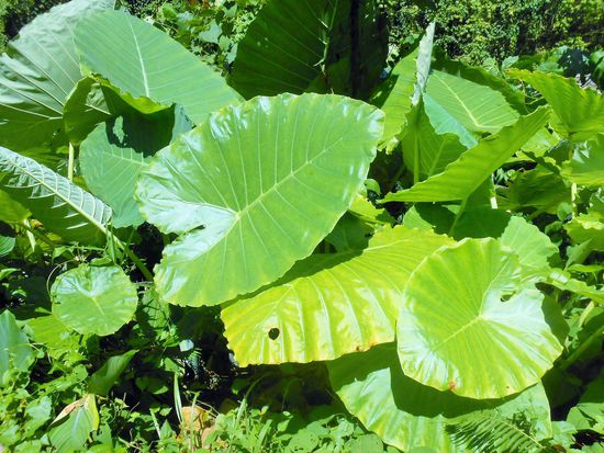 Elefantenohren - hier habe ich mir ein paar Wurzeln mitgenommen und zu Hause auf dem Balkon wieder eingepflanzt. Mein kleines Stückchen Sumatra zu Hause. Kann ich fast wehmütig werden, denn Sumatra ist einfach großartig.
