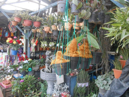 Affenfarn kann man auch hier kaufen, die Versuchung war schon groß, doch noch das eine oder andere Gewächs mitzunehmen