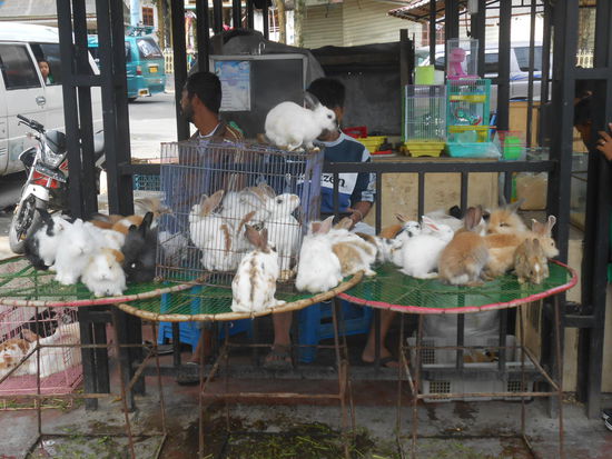 Lebendiges gab es auch zu kaufen, in diesem Fall wahrscheinlich nicht als Haustier im Angebot sondern eher für den Verzehr