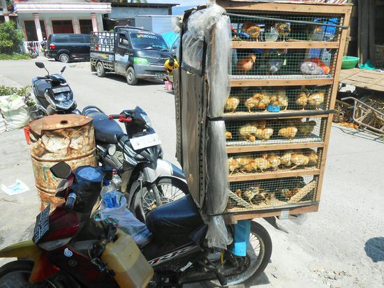 Küken Mopeds Transport - auch wieder bunte Kücken darunter gewesen, mit blauen, pinken etc. Federn.