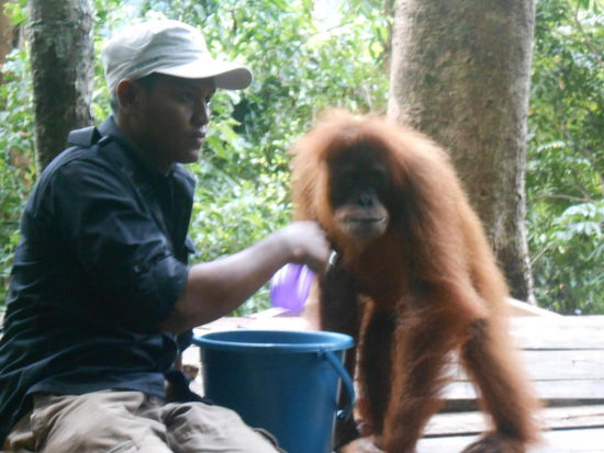 Vielen Dank dem Ranger im Gunung Leuser Nationalpark in Bukit Lawang für ein großartiges Erlebnis. Ranger &amp; Orang Utan schauten immer synchron automatisch in die gleiche Richtung. Es war ein faszinierender Besuch im Regenwald &amp; Vielen Vielen Dank dem Personal vom Gunung Leuser Nationalpark in Bukit Lawang.
