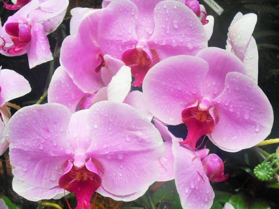 Phalaenopsis Tinny Honey