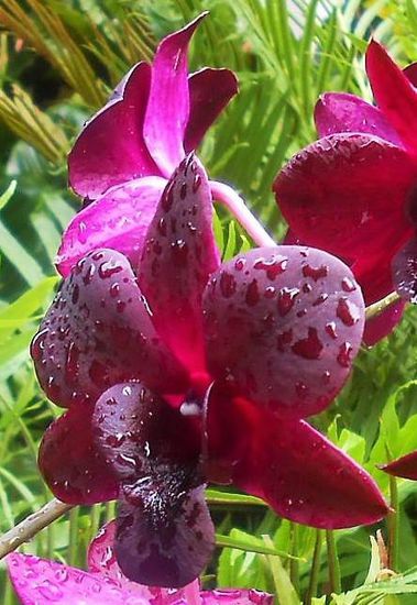 die Orchidee dem Präsidenten Namibias gewidmet, diese Orchidee hat es mir ganz besonders angetan.